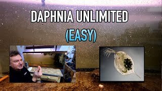 How I Raise Daphnia Water Fleas And You Can Too [upl. by Daffie]