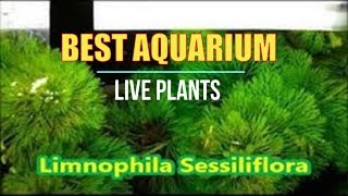 Best Live Plants for Tropical Aquariums  Limnophila Sessiliflora [upl. by Anyat62]