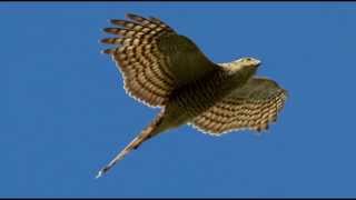 Sparrowhawk Bird Call Bird Song [upl. by Sewole]