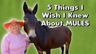 5 Things I Wish I Knew About MULES [upl. by Ecad]