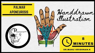 Anatomy  PALMAR APONEUROSIS  Dupuytrens contracture [upl. by Yesnil]