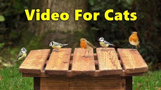 Videos for Cats to Watch  Birds Cornucopia ⭐ 8 HOURS ⭐ [upl. by Innoj]