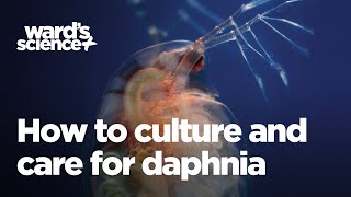 Caring and Culturing for Daphnia [upl. by Wendolyn]