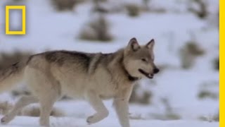 Wolf Hunting Tactics  National Geographic [upl. by Nywde]