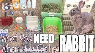 What You Need When You Get A Rabbit [upl. by Ahtelat]