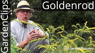 Goldenrod  Solidago rugosa Fireworks  How to grow Goldenrod  A weed thats gaining in popularity [upl. by Illib]