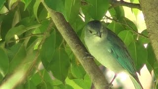 Pájaro Choguy en armonía con el Arpa Paraguaya [upl. by Ahcirt]