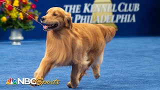 National Dog Show 2019 Best in Show Full Judging  NBC Sports [upl. by Anatsirhc651]