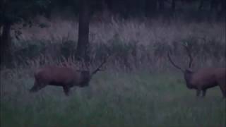 Rotwild Brunft Darß  Hirsch Fuchs und Sau Deerhunting [upl. by Hsinam738]