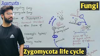 Zygomycota life cycle  Characteristics  Class 11 Biology [upl. by Elfont]