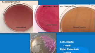 microbiology lab practical information part 1 [upl. by Rimaa855]