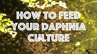 How To Feed Your Daphnia Culture [upl. by Jodie]