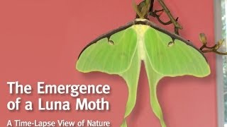 A Luna Moth Emerges From Her Cocoon [upl. by Ainotal290]