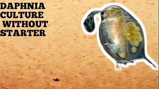 HOW TO CULTURE DAPHNIA NATURALLY WITHOUT A STARTER [upl. by Hama753]