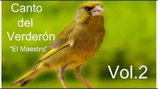 Canto del Verderón el maestro volumen 2HD [upl. by Fawn]