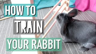 How To Teach Your Rabbit Tricks [upl. by Luanni158]