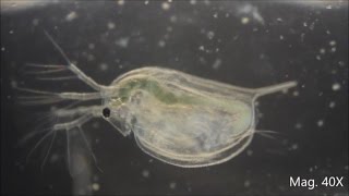 Daphnia magna under the Microscope [upl. by Hosbein]