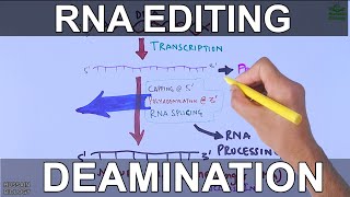 RNA Editing Process [upl. by Pich941]