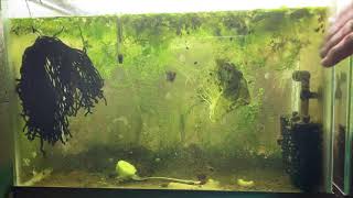 Scuds Daphnia Cherry Shrimp Copepods My aquatic food culture [upl. by Otrepur]