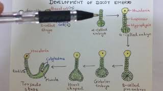 Development of dicot embryo [upl. by Daza866]