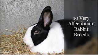 10 Very Affectionate Rabbit Breeds [upl. by Nwahsak]