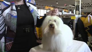 Why We Adore the Coton de Tulear [upl. by Adraynek342]