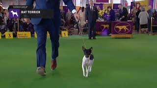 Rat Terriers  Breed Judging 2019 [upl. by Adniroc671]