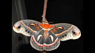 Complete Metamorphosis A Cecropia Moth Life Cycle [upl. by Raddi]