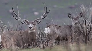 Giant Mule Deer Bucks on Antelope Island Utah [upl. by Peterus]