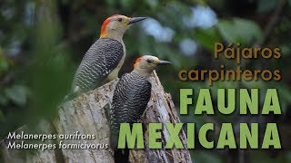 Pájaros Carpinteros  Fauna Mexicana [upl. by Norha788]