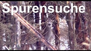 Rotwild  Auf Spurensuche im Wald  Wildschäden [upl. by Craggie]