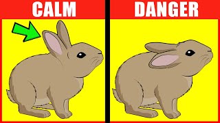 Rabbit Body Language Explained [upl. by Katheryn223]