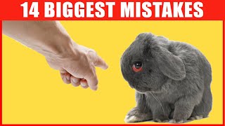 14 Common Mistakes Rabbit Owners Make [upl. by Ramso443]