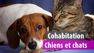 La cohabitation chien et chat [upl. by Tselec]