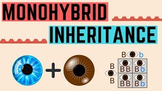 IGCSE BIOLOGY REVISION Syllabus 17  Monohybrid Inheritance [upl. by Mccullough543]