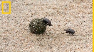 Dos escarabajos peloteros luchan por una bola de estiércol  National Geographic en Español [upl. by Latsirhc]