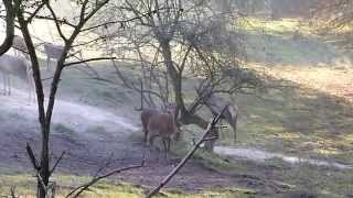 Rothirsch bei der Brunft Rotwild zur Paarungszeit 1 Park Wild [upl. by Heriberto]