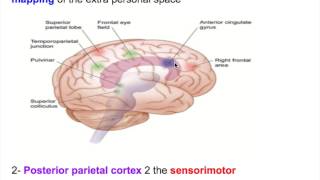 Neglect disorderHemineglect disorderHEMIAGNOSIA [upl. by Reibaj]