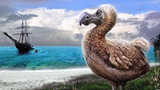 Animales Extintos El Pájaro Dodo [upl. by Adnalram]