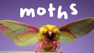 7 Spectacular Moths in Slow Motion [upl. by Shieh58]