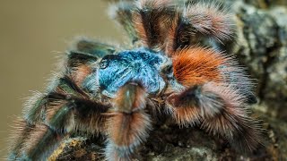 Antilles  Martinique Pinktoe Caribena versicolor Care amp Husbandry [upl. by Eanram]