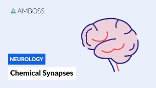 Chemical Synapses Neuronal Signal Transmission [upl. by Leugimesoj]