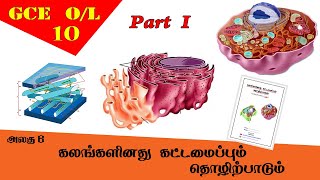 கலம்  Cell structure amp function  Grade 10 Science  GCE OL Tamil Medium [upl. by Rube]