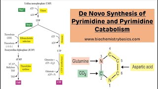 De Novo Pyrimidine Synthesis and Catabolism  Pyrimidine Metabolism [upl. by Danita]