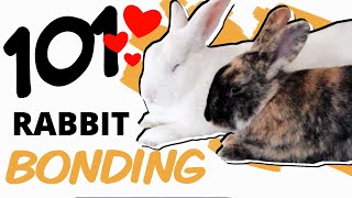 A Beginners Guide to Bonding Rabbits [upl. by Lepp655]