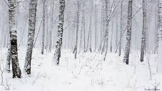 Snowstorm in the Forest  Winter Blizzard Sounds for Sleep amp Relaxation  Natural White Noise Sounds [upl. by Reaht]