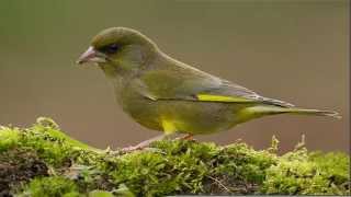 CD CANTO DEL VERDERÓN carduelis chloris [upl. by Tayib]