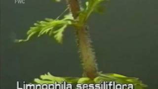 limnophila Limnophila sessiliflora [upl. by Nylqcaj]