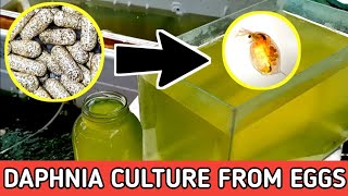 HOW TO HATCH DAPHNIA EGGS  HOW TO CULTURE DAPHNIA [upl. by Holmen508]