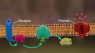 Receptors and Reuptake  Neutron  Biopsychology [upl. by Airretnahs]